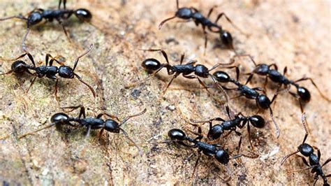 Karıncaların faydalari